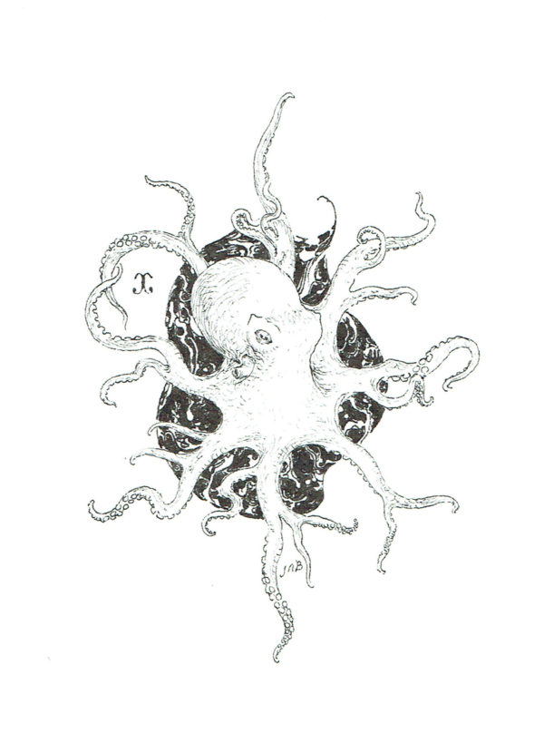 Jeremy BASTIAN — Lil octopus — Illustration